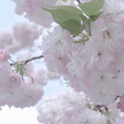 桑植福瑞交流群